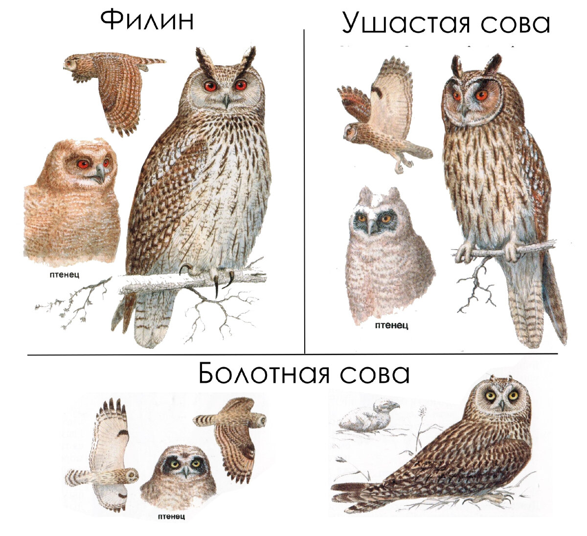 Совы (основные отличия): филин, ушастая и болотная сова | Siberian Birds  Guide | Дзен