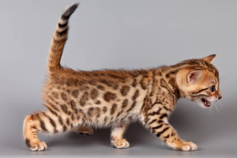 10 фактов о бенгальских кошках, которые вы могли не знать | Кошкины истории  | Дзен
