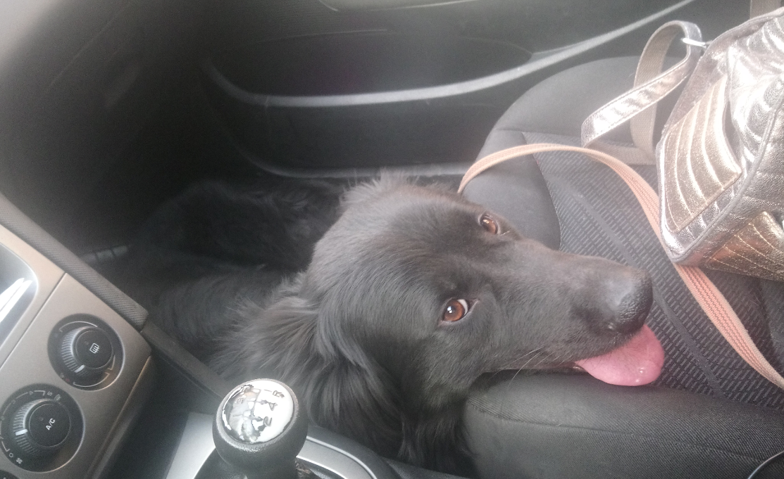 Миш. Огромный и "злющий" бывшебродячий пёс. Наш верный шкодник, защитник и помощник! Он при знакомстве не предупредил, что в первое время совместной жизни, оставаясь дома один, от тоски и страха сгрызёт практически всю одежду и самую любимую обувь, пока будет привыкать к тому, что вы уходите на работу, а не бросаете его навсегда. А единственное спокойное для него место в мире будет там, в ногах на пассажирском, ведь откуда-то он знает, что машину то Вы точно не бросите и вернётесь...