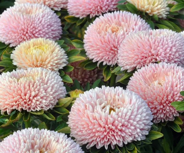 Астра Коралловый ёжик. Скрин фото автора