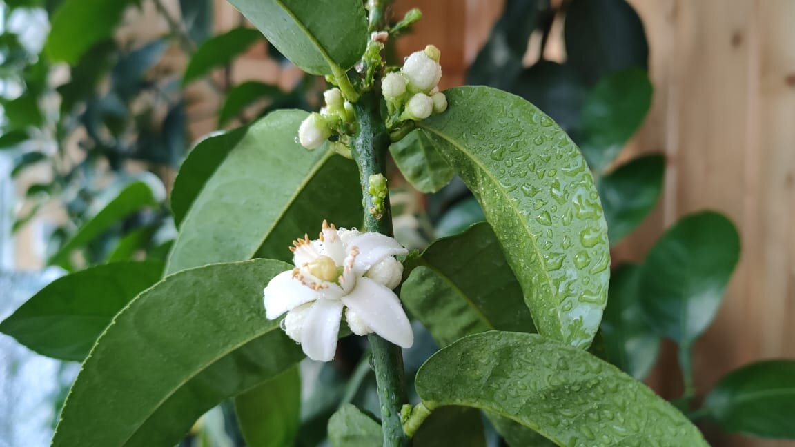 Лимон Меллароза