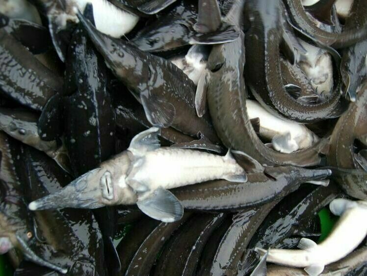     Фото: Яншевского Андрея.