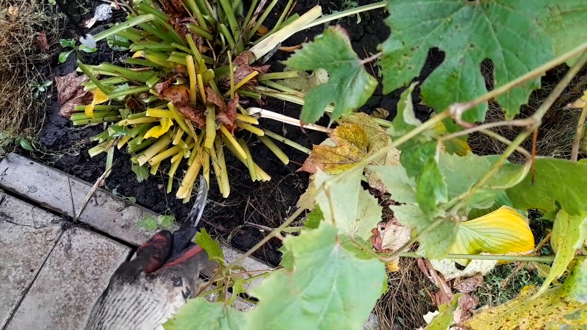 Несколько движений и хоста обрезана