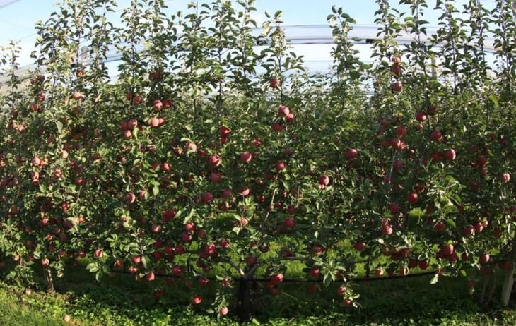    Деревья с новой формой позволяют сократить применение пестицидов на 20 процентов