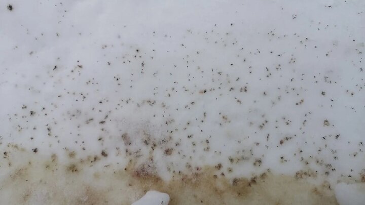 ФОТО: КАЖДОЙ ТВАРИ ПО ПАРЕ / ПАВЕЛ ГЛАЗКОВ