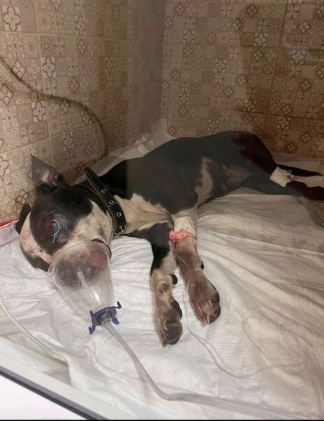 пострадавшая собачка