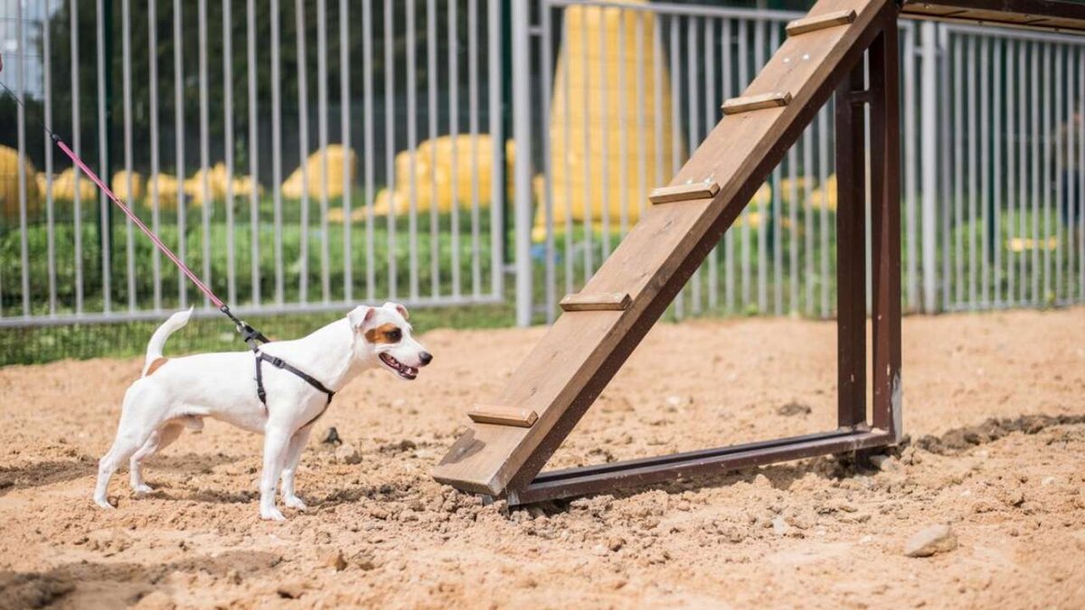    В России предложили массово создавать площадки для выгула собак