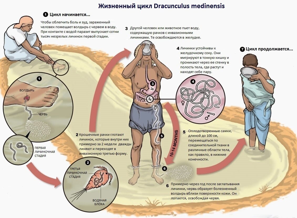 Схема цикла развития ришты