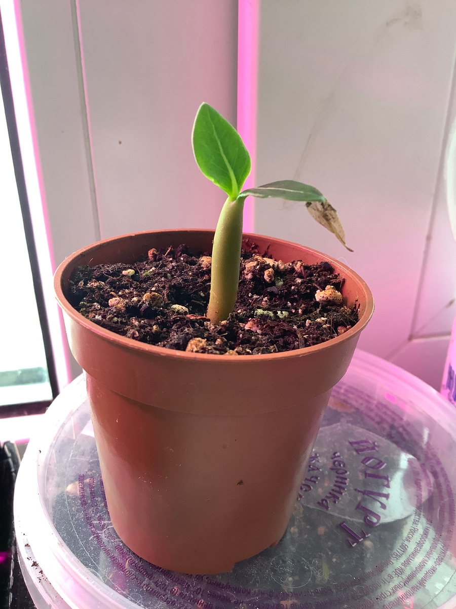 Первый и самый мощный адениум