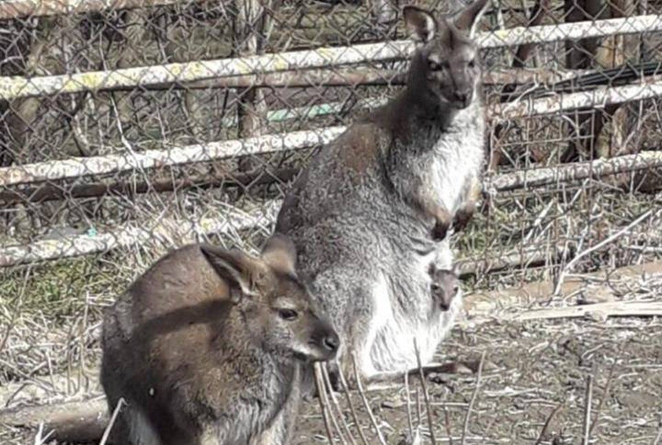     Кенугру из роствоского зоопарка в очередной раз стали мамой и папой. Фото: телеграм-канал главы администрации Ростова Алексея Логвиненко