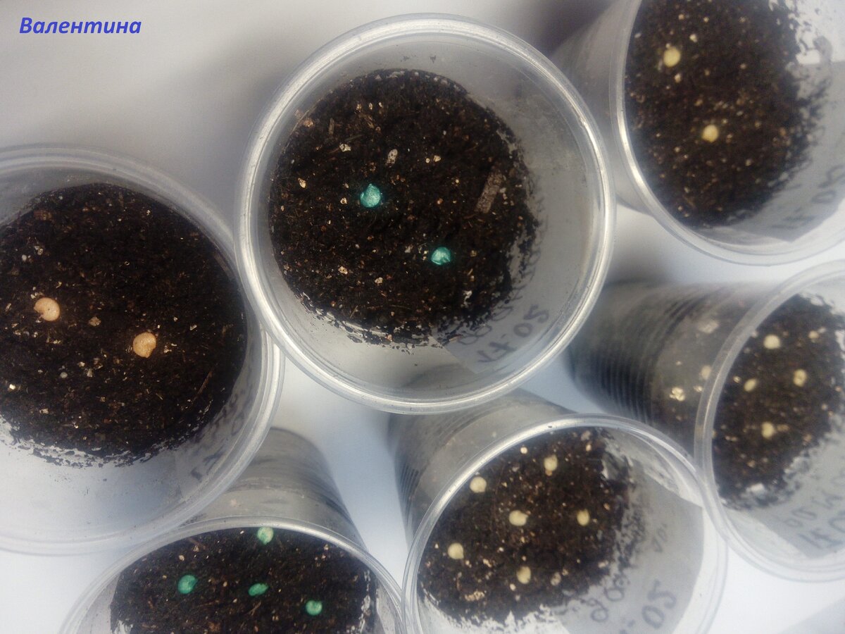 Раскладываю семена на поверхности тёплого субстрата.