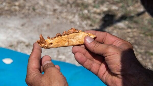    © РИА Новости Крым . Дмитрий Макеев