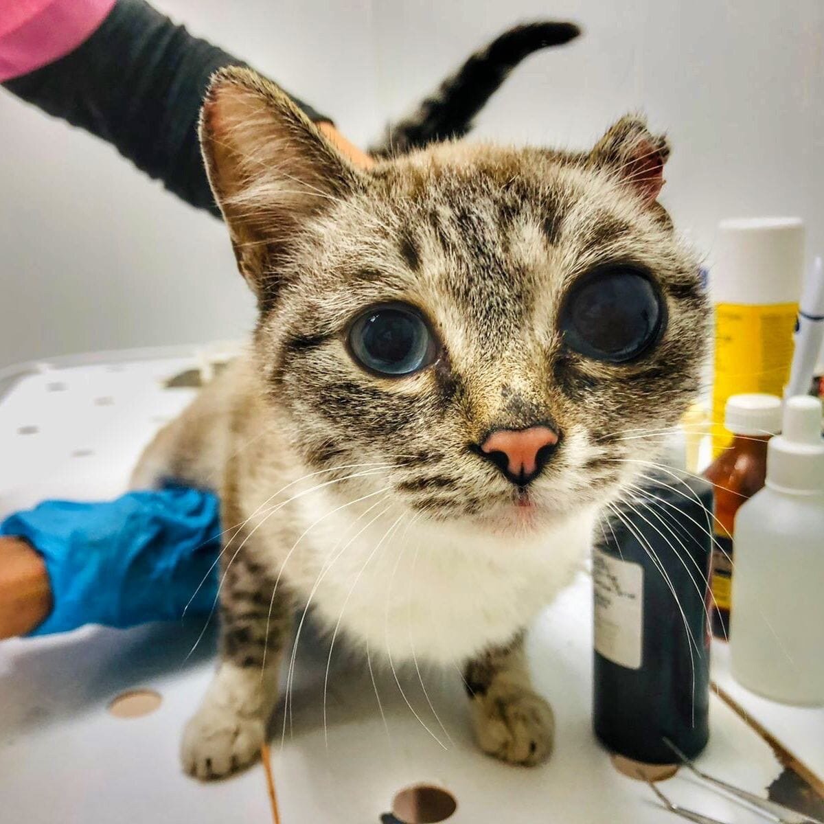 Зрелище было не для слабонервных!