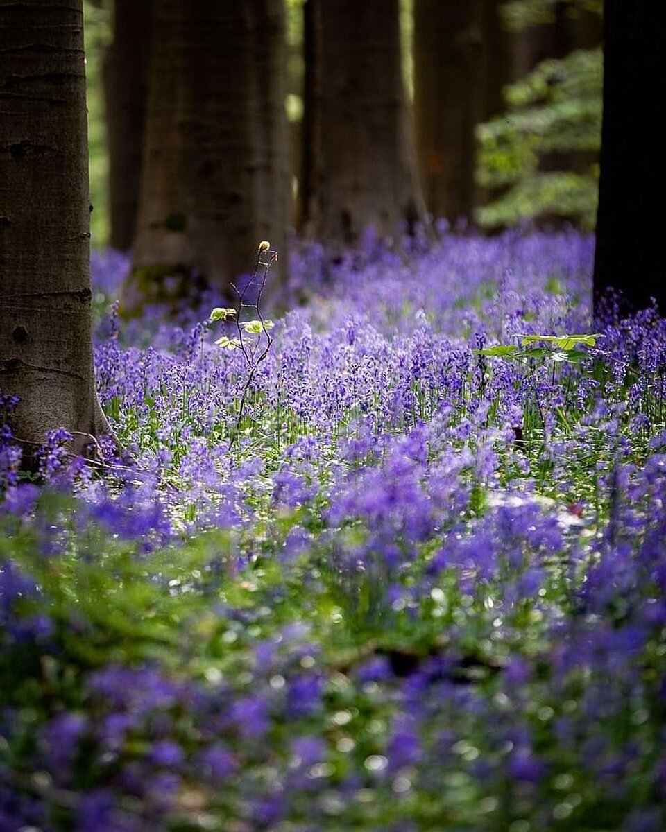 Картинка цветы в лесу. Лесные травы. Лесные цветы в лесу. Фиолетовые цветочки в лесу. Летние Лесные цветы.