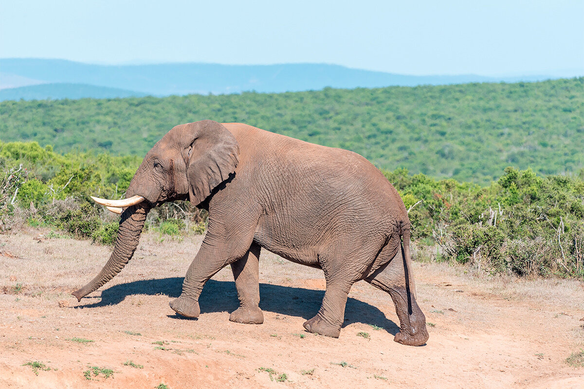    Фото: Grobler du Preez/Shutterstock.com
