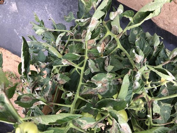 Фитофтороз на листьях томатов. Inga Meadows.📷    «Фитофтороз томата»: причины возникновения и методы борьбы
