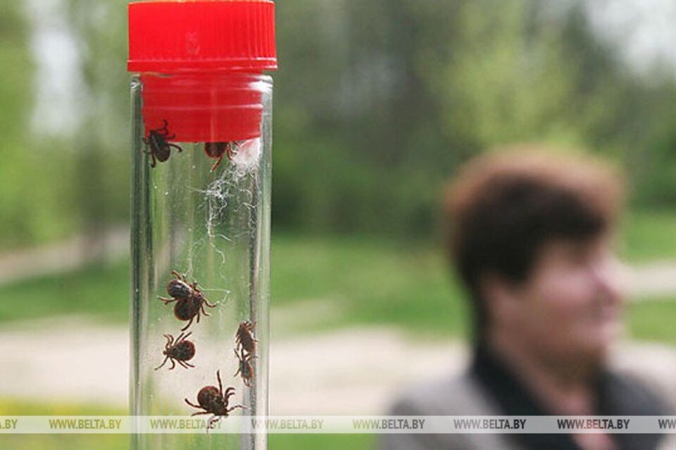    В Беларуси после зимней спячки проснулись клещи. Снимок носит иллюстративный характер.