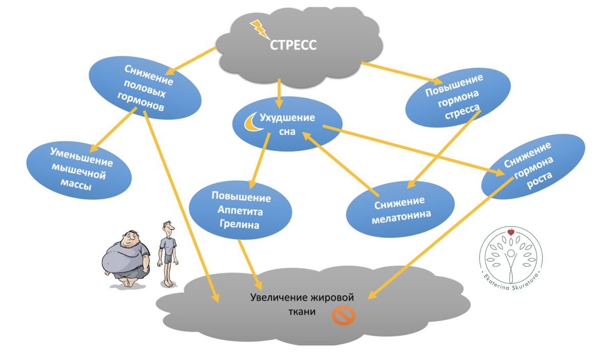 Кортизол – друг или враг! | Нутрициолог Екатерина Скуратова | Дзен