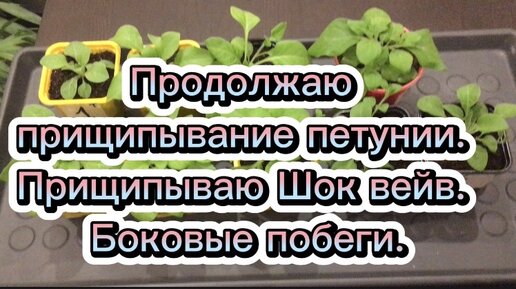 Схема прищипывания петунии