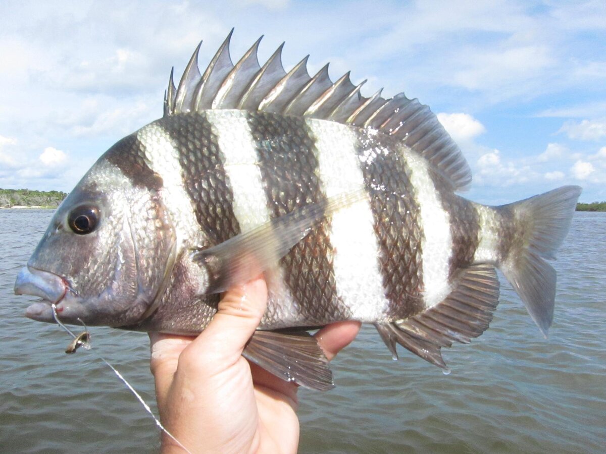 Kazakh Sheepshead