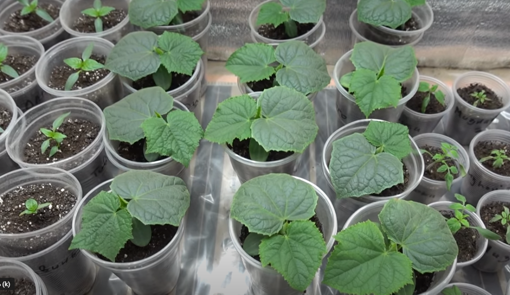 когда сажать рассаду огурцов для открытого. когда сажать рассаду огурцов для открытого. когда сажать рассаду огурцов для открытого. рассада огурцов высаживание в грунт. когда садить огурцы на рассаду.