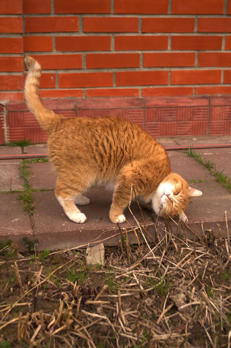 Ловить мышей моё призвание, стоять на голове - хобби. Фото Наталии Барановой
