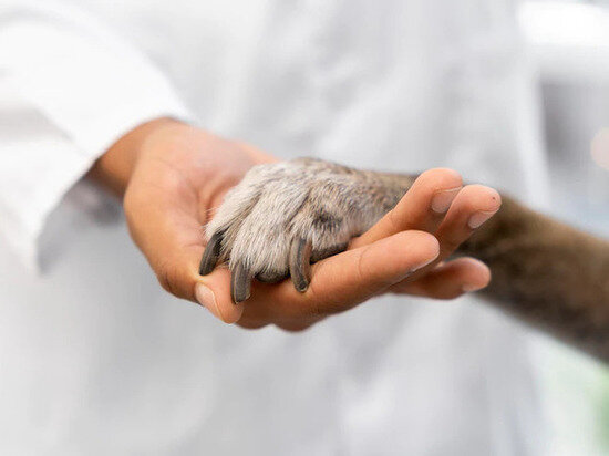     ФОТО С САЙТА FREEPIK.COM.