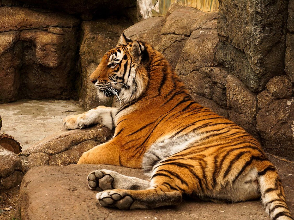 Фото: https://bakuzoo.az/