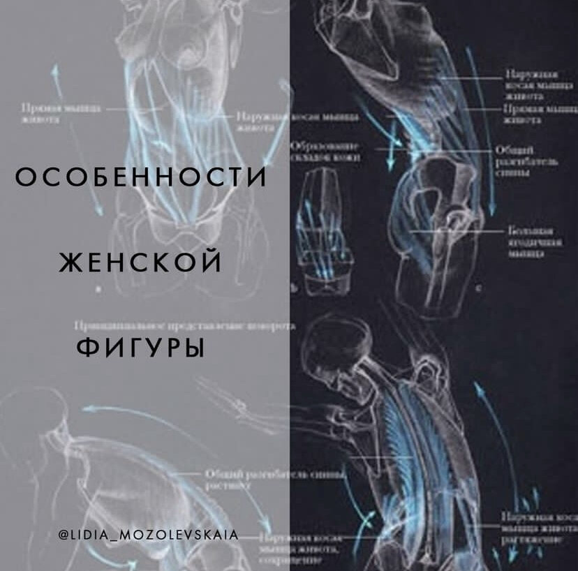 Особенности женской фигуры