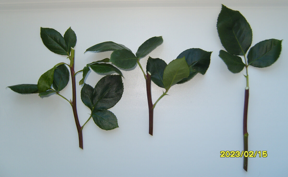 Три черенка желтой розы с листьями