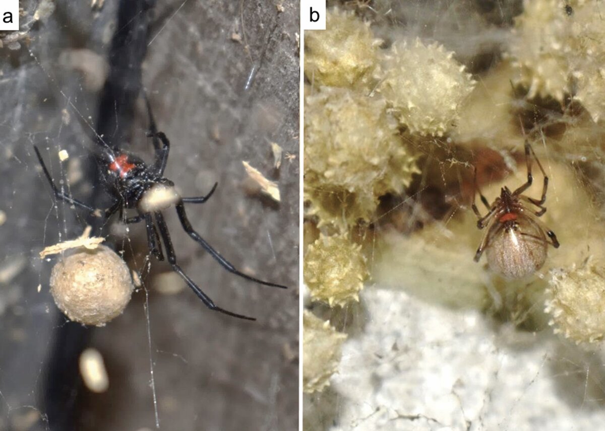     Самки пауков рода Latrodectus с яйцевыми коконами: слева — местная черная вдова L. mactan, справа — инвазивная коричневая вдова L. geometricus Louis Coticchio et al. / Annals of the Entomological Society of America, 2023