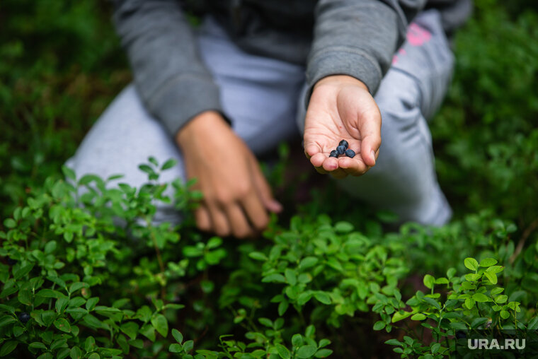    Заработок сборщика ягод напрямую зависит от количества собранных кг