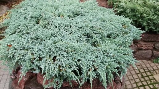 МОЖЕВЕЛЬНИК ЧЕШУЙЧАТЫЙ BLUE CARPET ОСЕНЬЮ ПОСЛЕ ВЕСЕННЕЙ КАРДИНАЛЬНОЙ ...