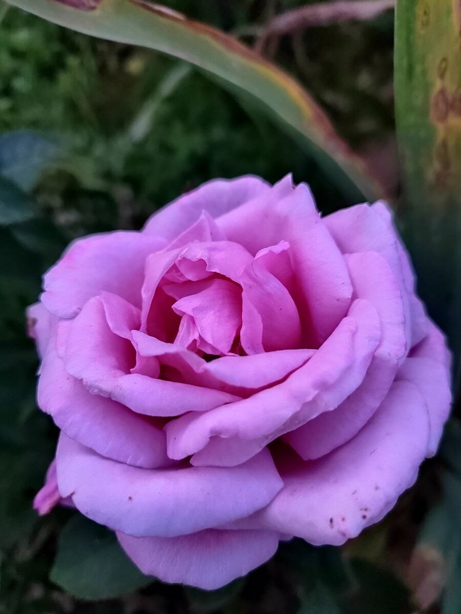 Голубой нил. Второй год после реанимации. Красавчик