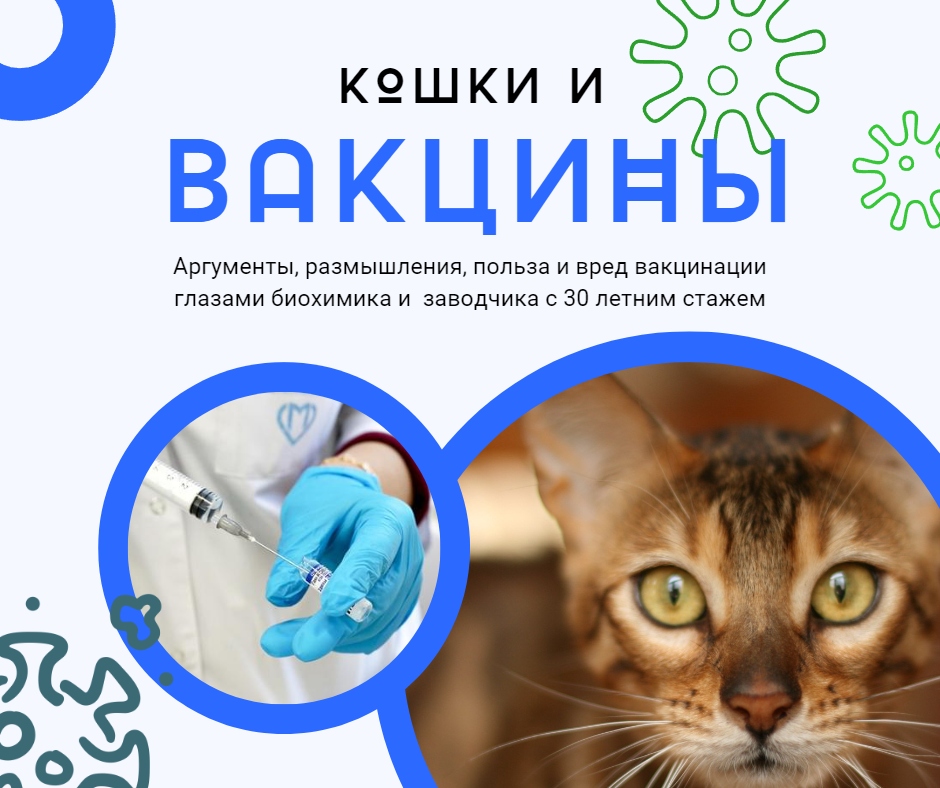 Нужно ли вакцинировать кошку, если она не выходит из дома | Ветеринария и жизнь