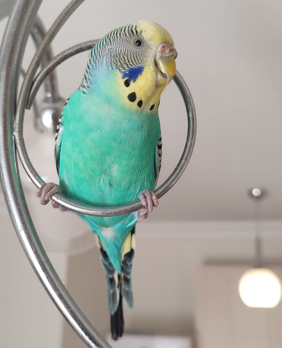 Кенч - полноправный член нашей семьи