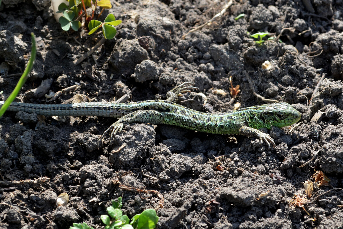 Этот только начал зеленеть