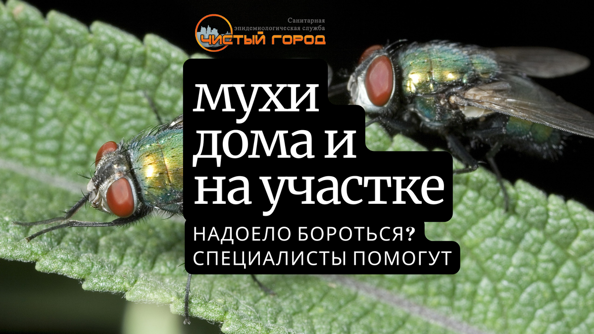 Самка комнатной мухи способна отложить более 500 яиц за свою жизнь всего от 15 до 25 дней. И эти яйца превращаются во взрослых мух всего за неделю. 