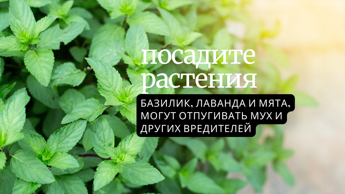 Некоторые растения, такие как базилик, лаванда и мята, могут отпугивать мух и других вредителей. Опять же, им просто не нравится запах.