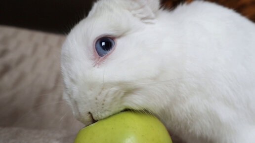Кролик Моти кушает яблочко 🍏