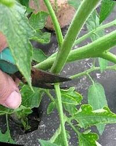 удаление листьев