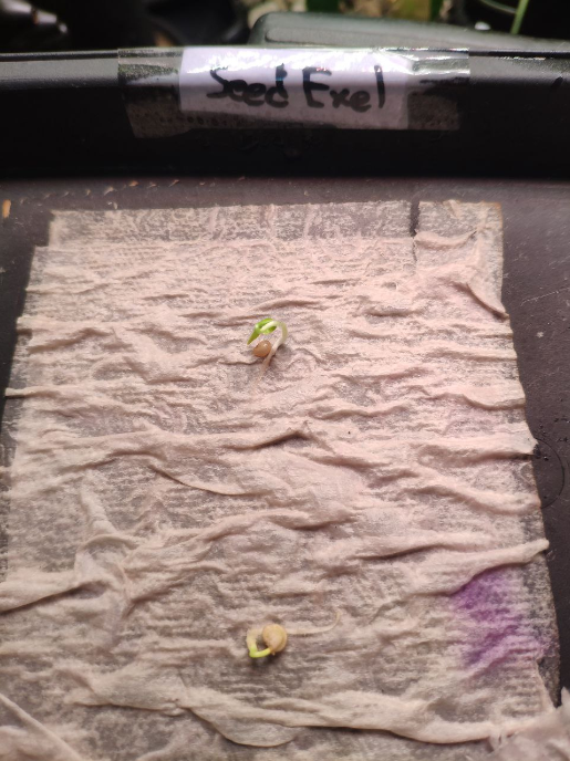 Вы попали в лабораторию Баклажана. Здесь мы наглядно показываем свои эксперименты и делимся результатами с Вами. Это новая рубрика - "Эксперименты". С чего начинается хороший урожай?-20