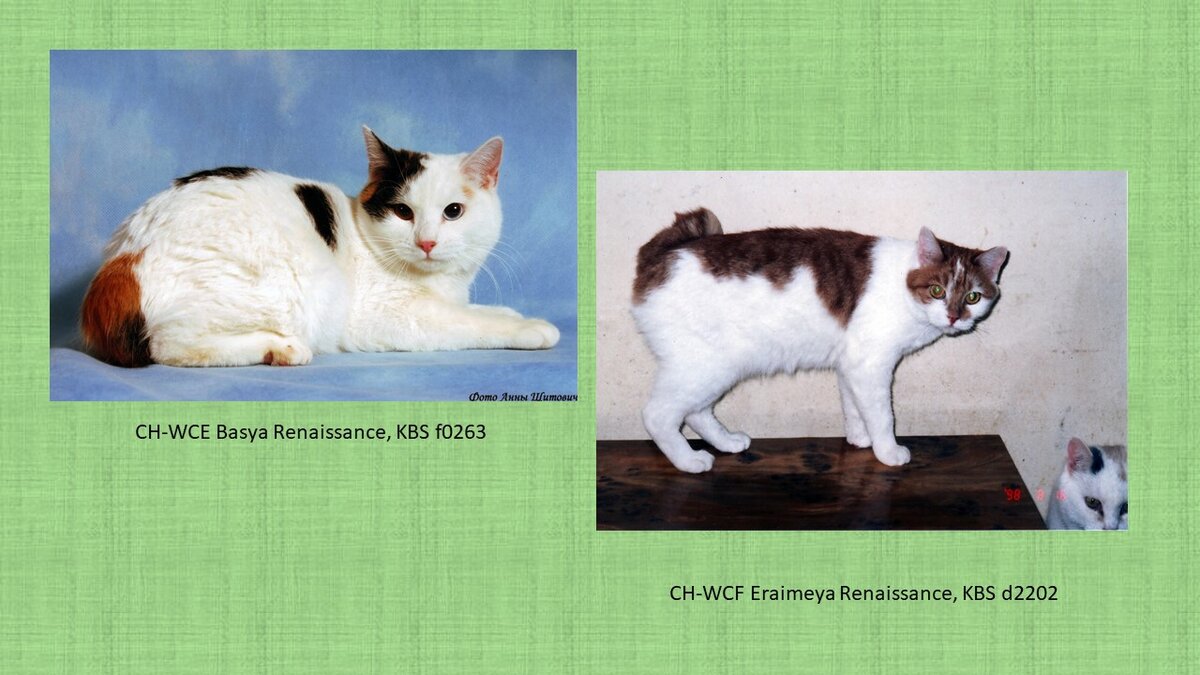 Кошки питомника Renaissance