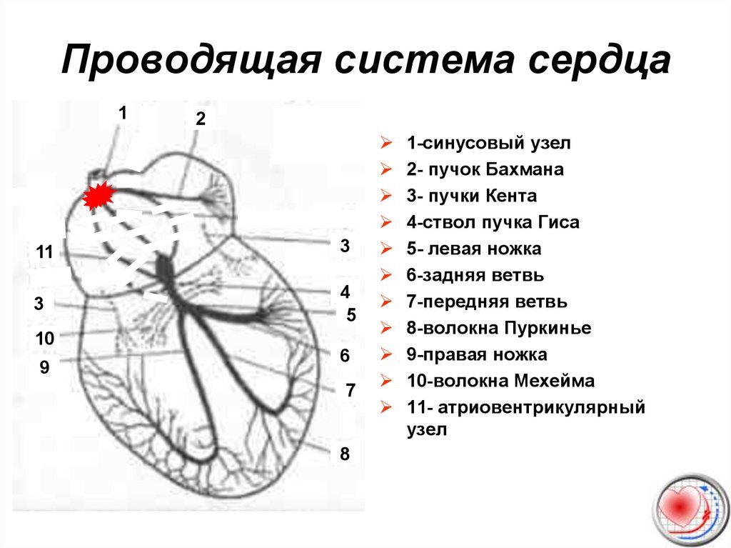 Блокада сердца лечение консультация в экспертной клинике ID-CLINIC Санкт-Петербург