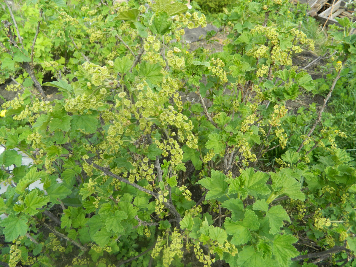 Когда сажать кусты смородины. Пересадка смородины. Мимомза куст. Кусты до и после. Что за куст.