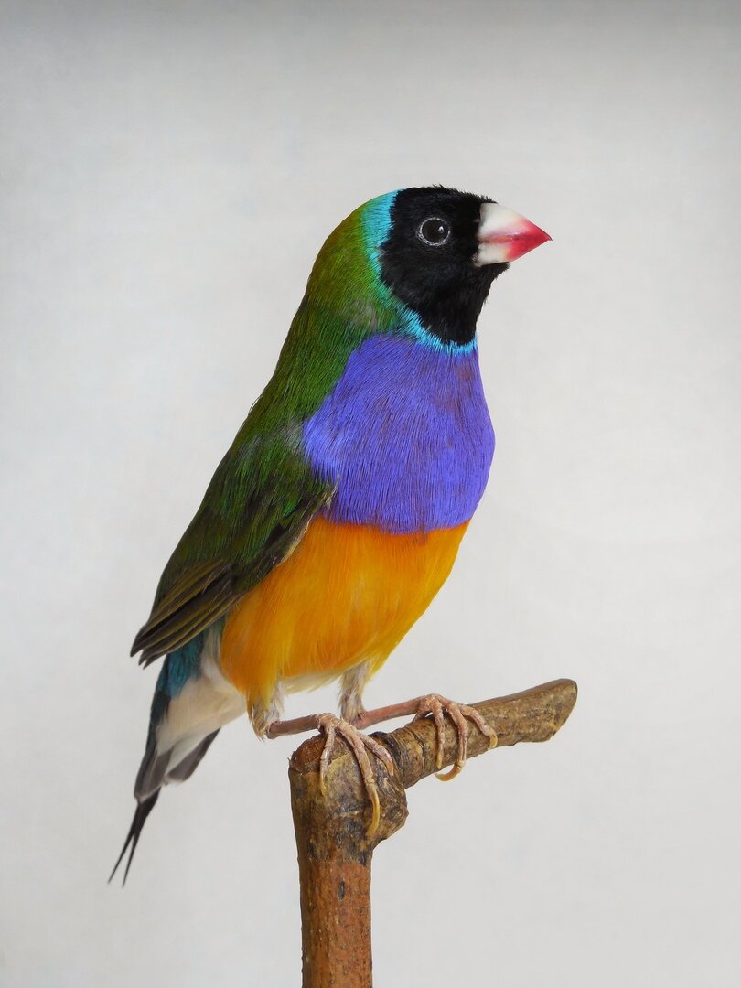 Гульдова амадина Erythrura gouldiae. Экспонат Зоологического музея и гербария им. Э.А. Эверсмана.
Изготовила Идрисова Лия - таксидермист Зоологического музея и гербария им. Э.А. Эверсмана.