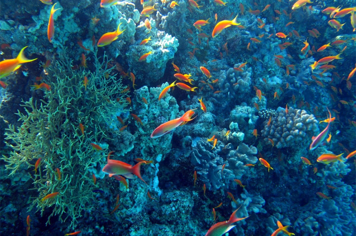 коралловые рифы