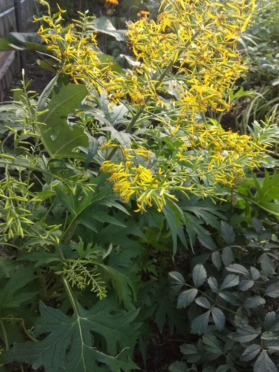 Бузульник тангутский, Ligularia tangutica