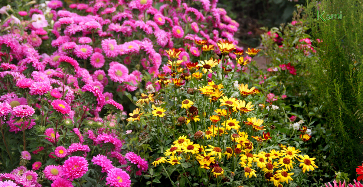 Такую клумбу можно получить, если семена посеять прямо в грунт.