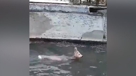 В Верхнем Уфалее косулю спасли из резервуара с водой | Онлайн ТВ ...